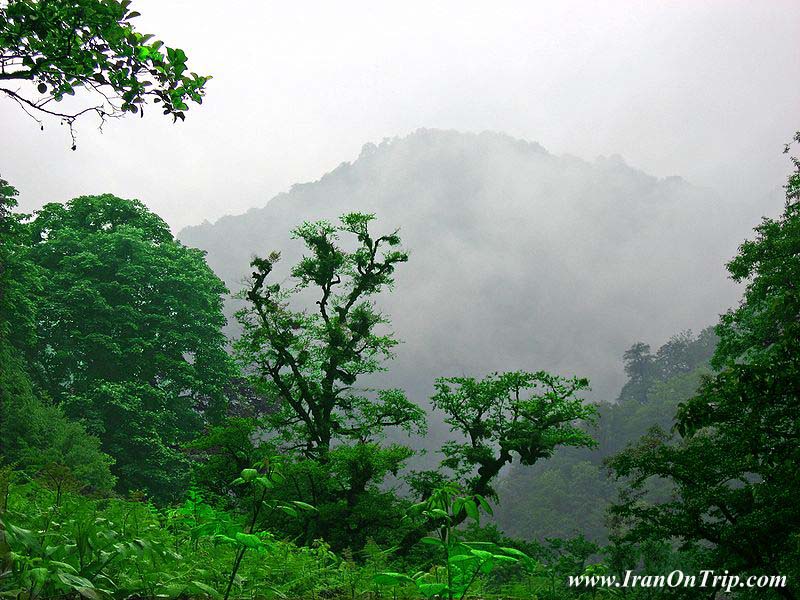 Gilan Forests