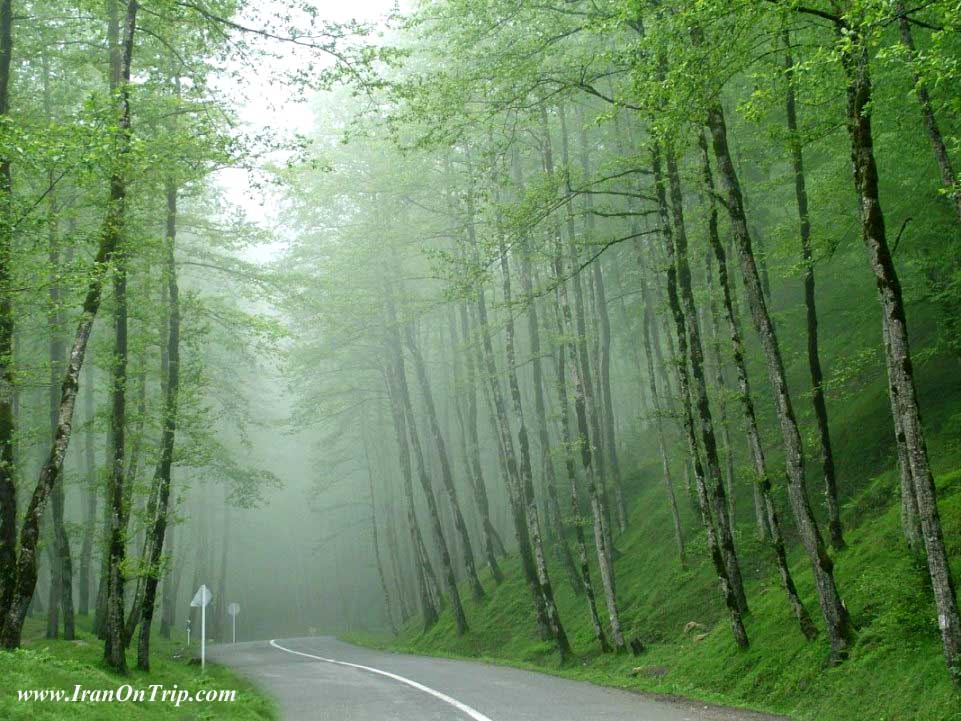 Dalkhani Forest