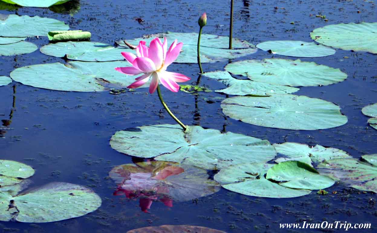 Anzali Wetland - Wetlands of Iran