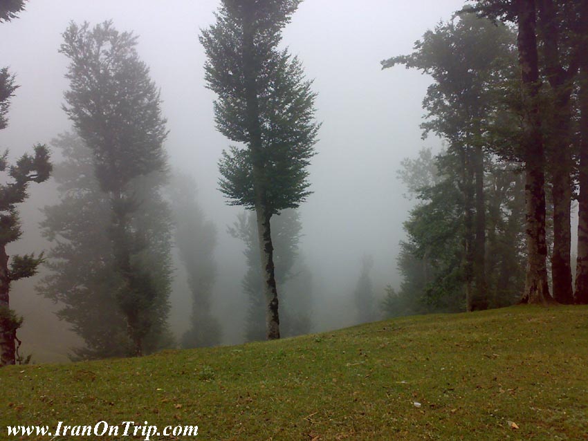 Talesh forests