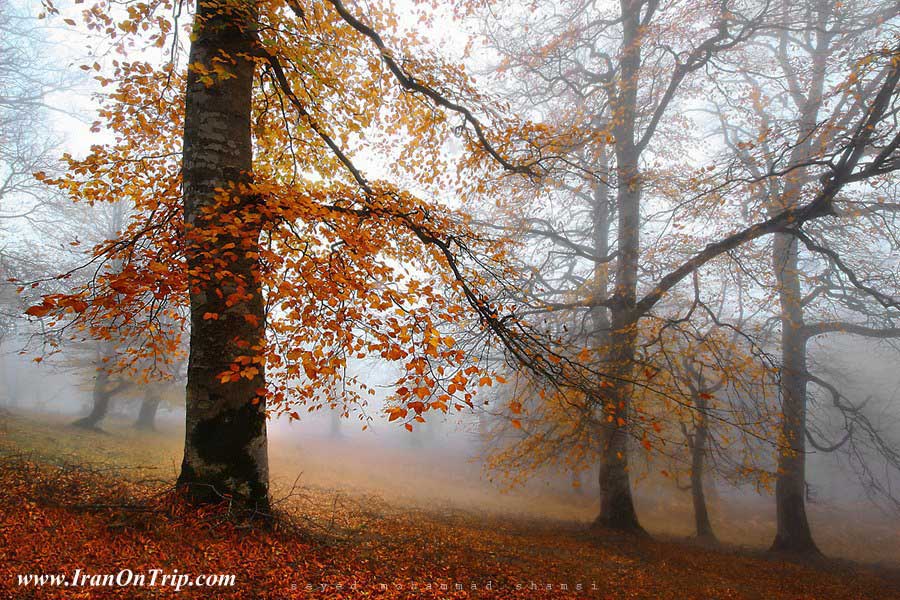 Asalem Forest- Gilan