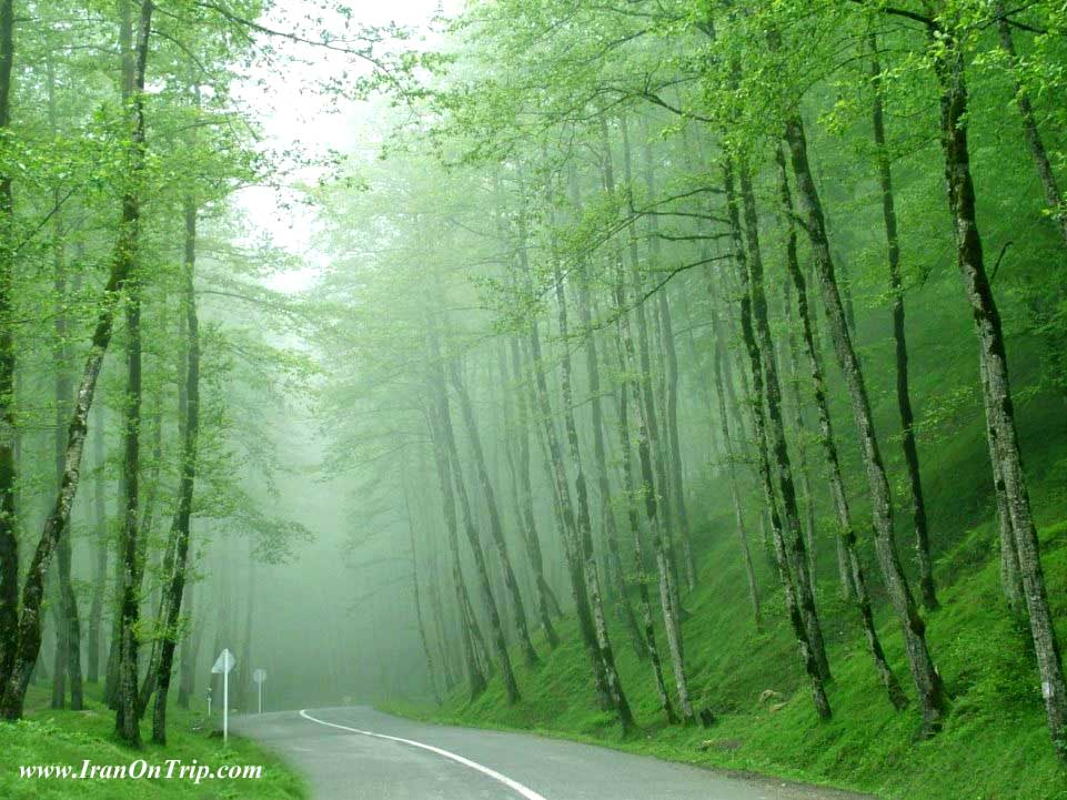 Dalikhani Forests - Forests of Iran