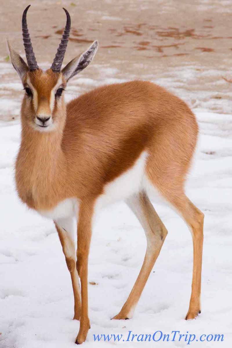 Dorcas gazelle of Iran - Famous Animals Of Iran - Animals Of Iran