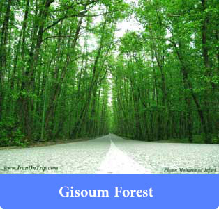Gisoum Forest - Forests of Iran
