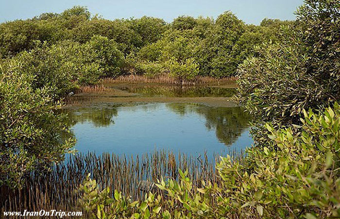Harra Forest of Iran - Forests of Iran