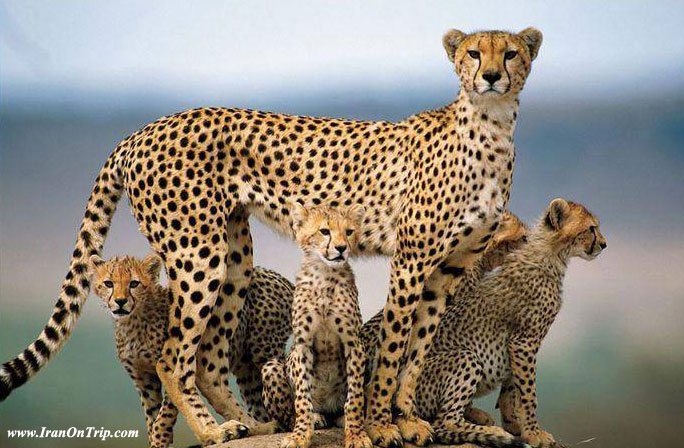 Famous Animals Of Iran - Animals Of Iran - Iranian Cheetah