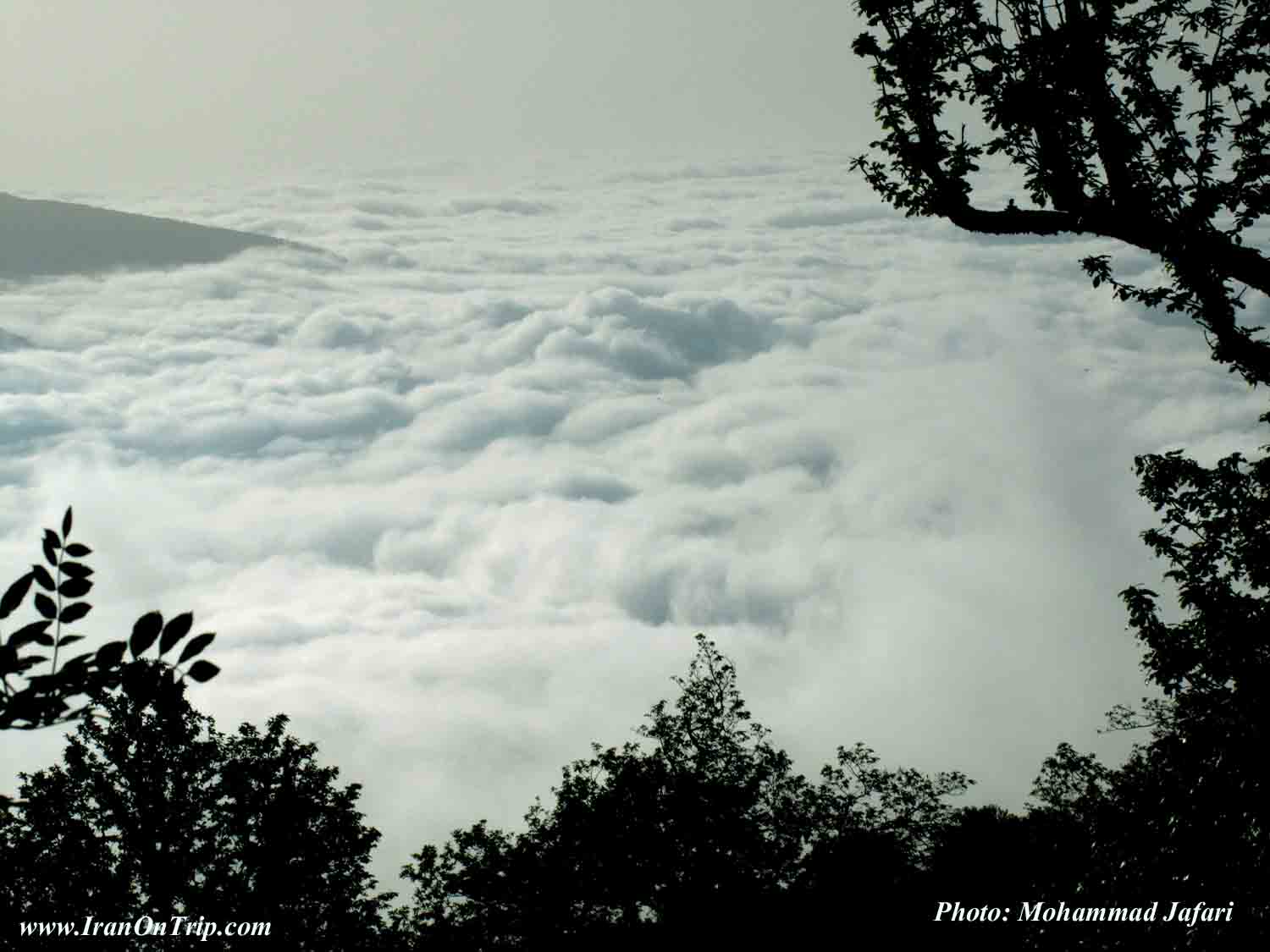 Mazichal Forests - Forests of Iran