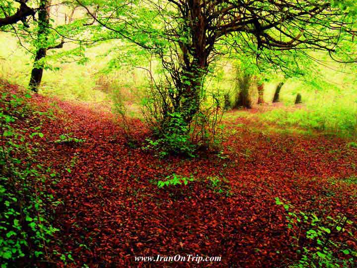 Neka Forests - Forests of Iran