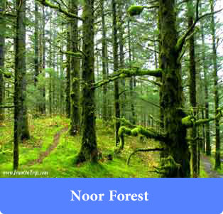 Noor Forest - Forests of Iran