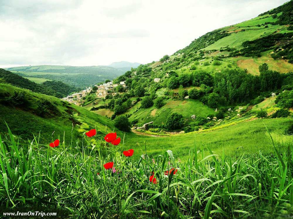 Padoldol plains of anemones in Golestan Village