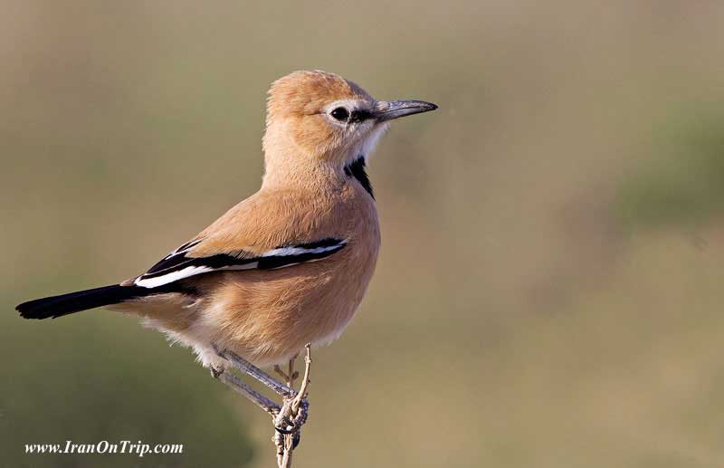 pleske's Ground Jay - Famous Animals Of Iran - Animals Of Iran