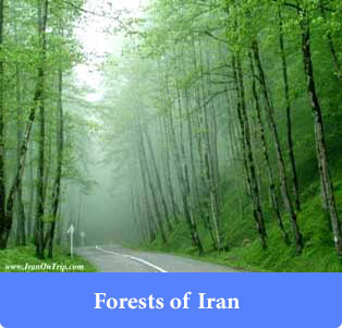 Forests of Iran - Trip to Iran