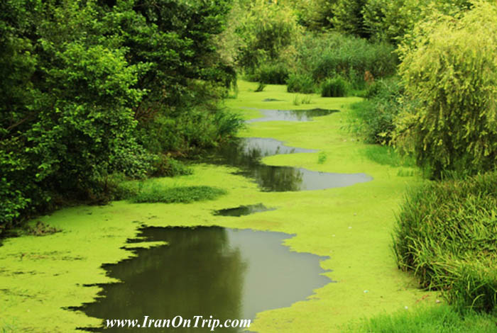 Royan River in Iran