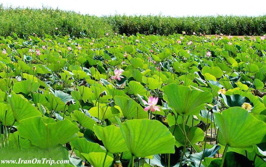 Anzali Lagoon in Iran-Wetlands of Iran