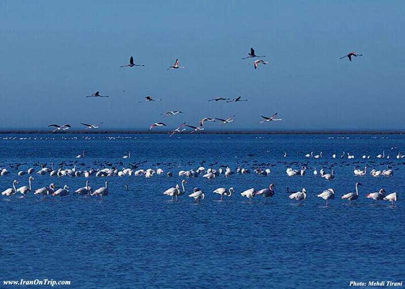 Birdwatching, or birding in Golestan Iran