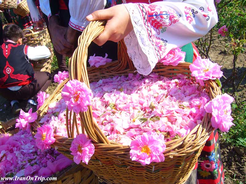 Festival of Rose and Rose Water in Kashan Iran