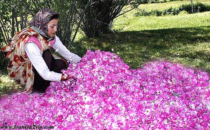 Festival of Rose and Rose Water in Kashan Iran