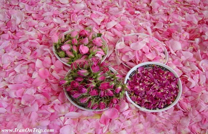 Festival of Rose and Rose Water in Kashan Iran