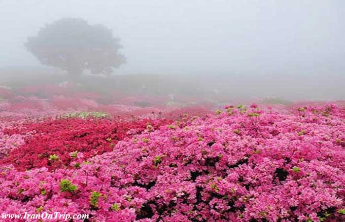 Festival of Rose and Rose Water in Kashan Iran