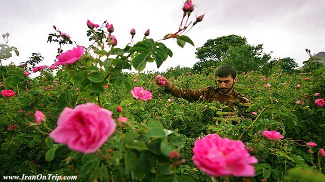 Festival of Rose and Rose Water in Kashan Iran