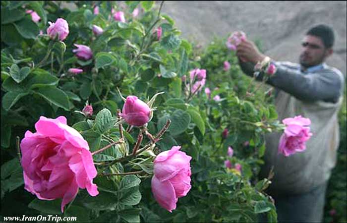 Festival of Rose and Rose Water in Kashan Iran