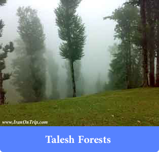 Talesh Forests - Forests of Iran