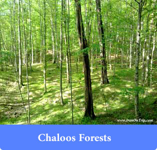 Chaloos Forests - Forests of Iran