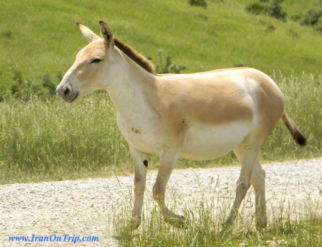 Persian onager - Animals of Iran - Iranian Animals - Persian Animals